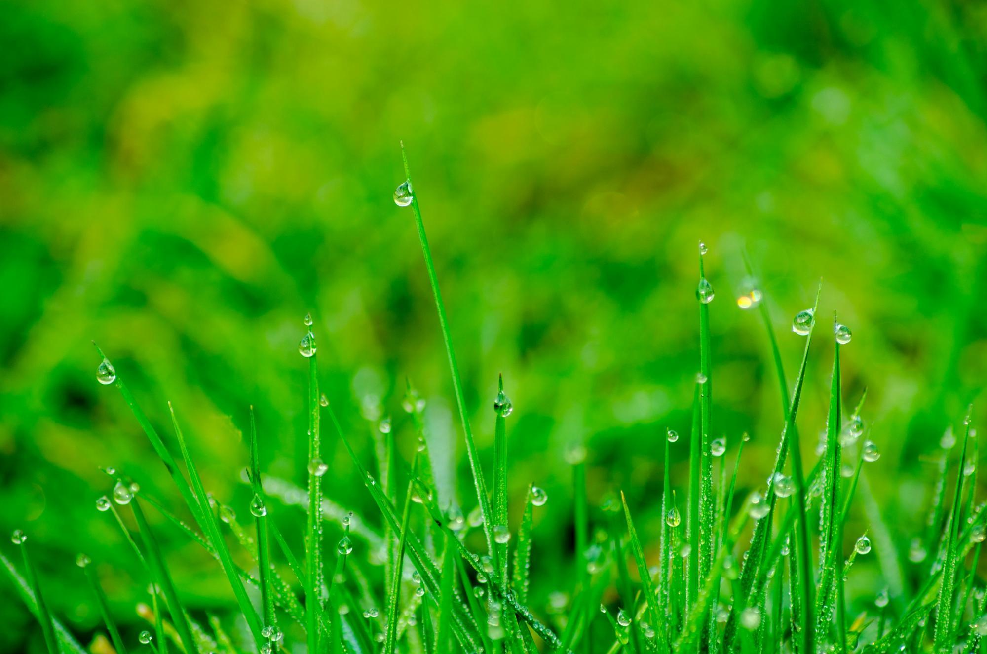 raindrops on grass